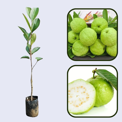 Ghana White Guava Air Layered Healthy Fruit Plant