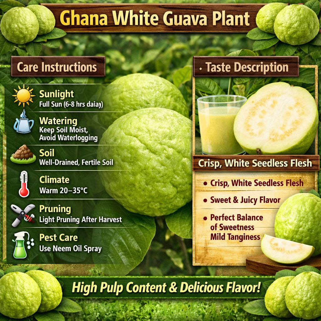 Ghana White Guava Air Layered Healthy Fruit Plant