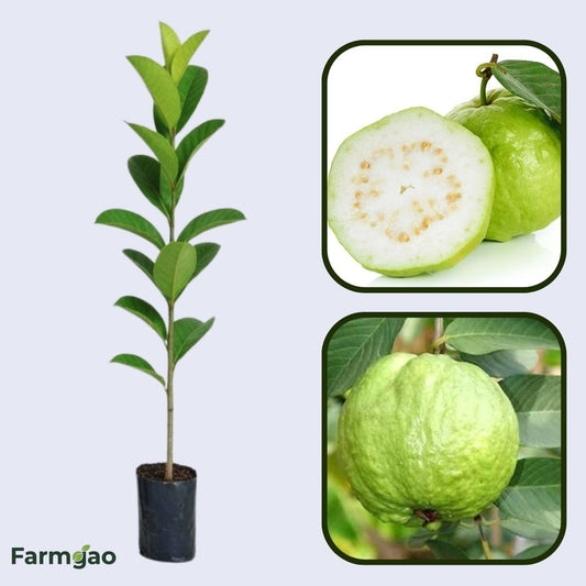 Giant Bangkok Guava Air Layered Healthy Fruit Plant