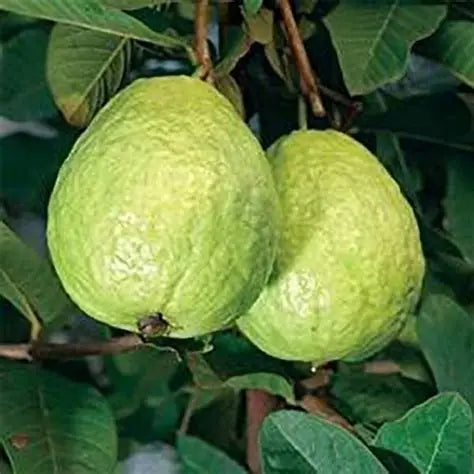 Giant Bangkok Guava Air Layered Healthy Fruit Plant