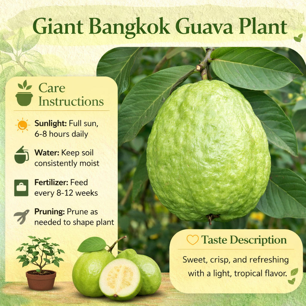 Giant Bangkok Guava Air Layered Healthy Fruit Plant