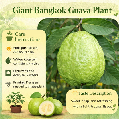 Giant Bangkok Guava Air Layered Healthy Fruit Plant