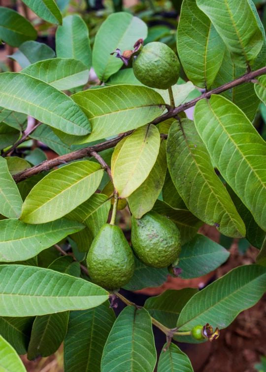 Giant Bangkok Guava Air Layered Healthy Fruit Plant