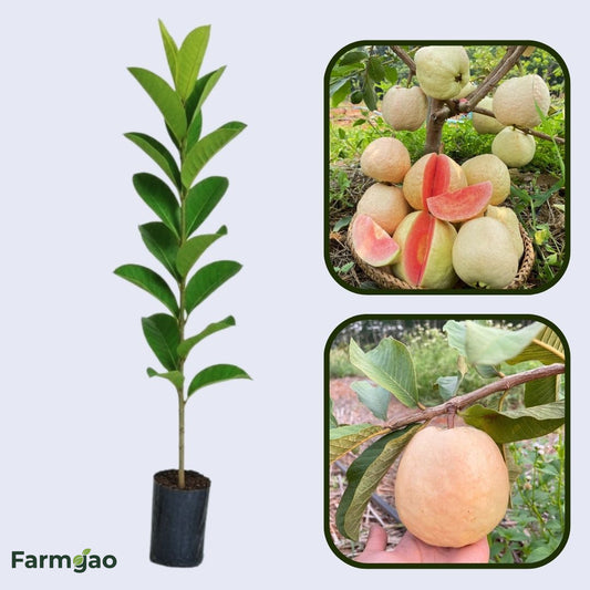 Giant Red Guava Air Layered Healthy Fruit Plant