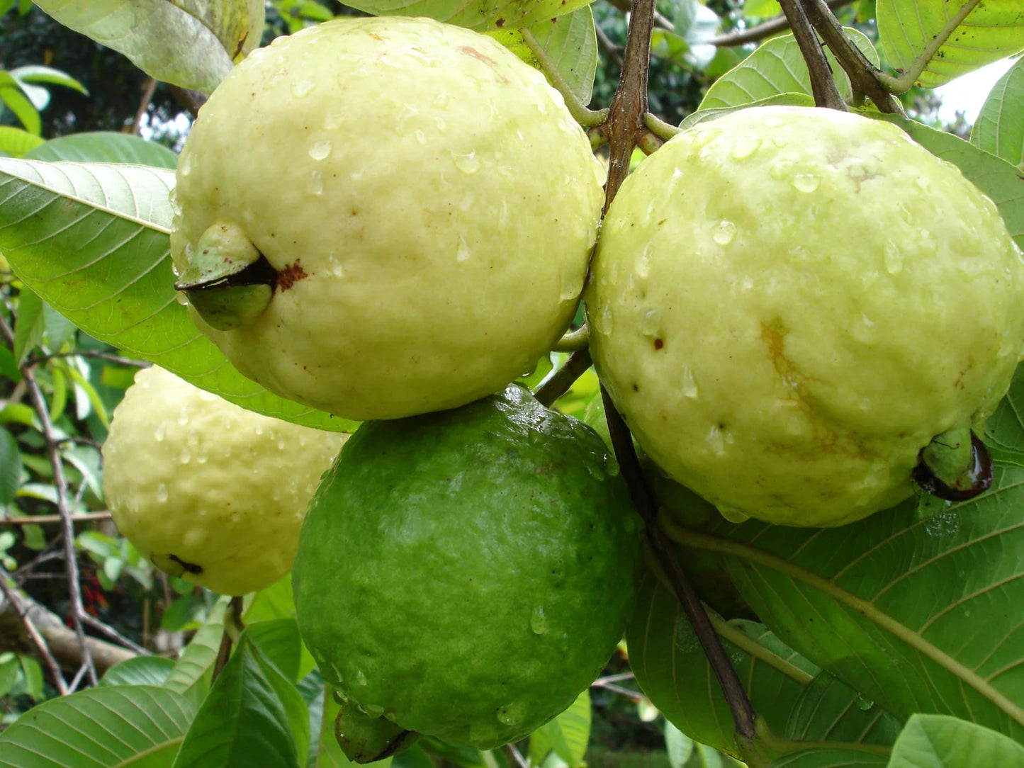 Giant Red Guava Air Layered Healthy Fruit Plant