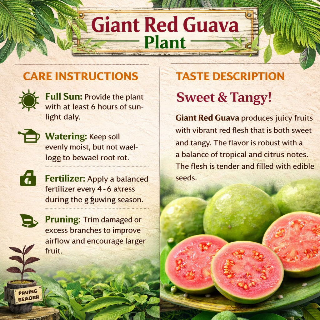 Giant Red Guava Air Layered Healthy Fruit Plant