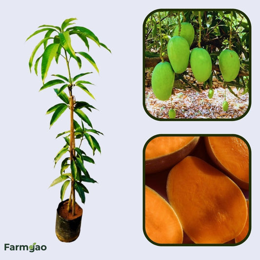 Gir Kesar Mango Aam Grafted Healthy Fruit Plant