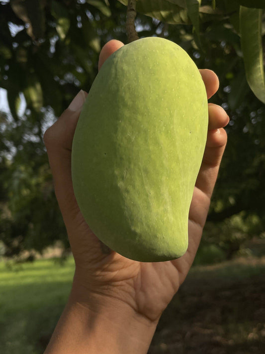 Gir Kesar Mango Aam Grafted Healthy Fruit Plant