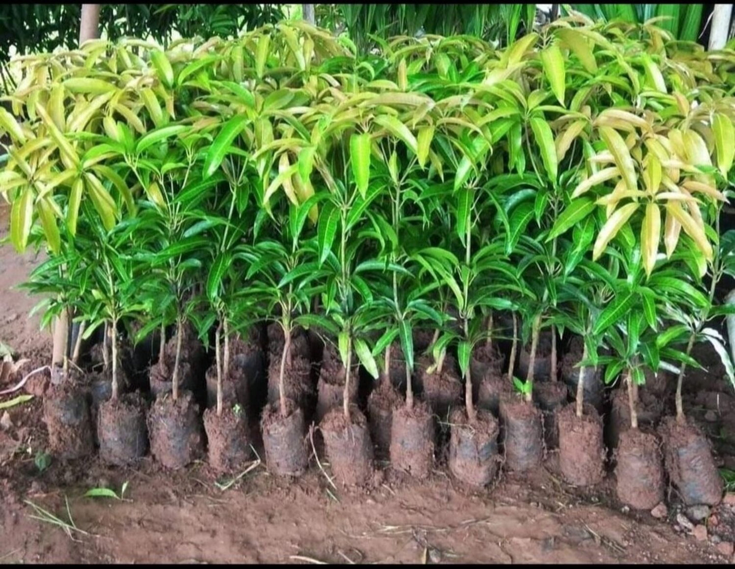 Gir Kesar Mango Aam Grafted Healthy Fruit Plant