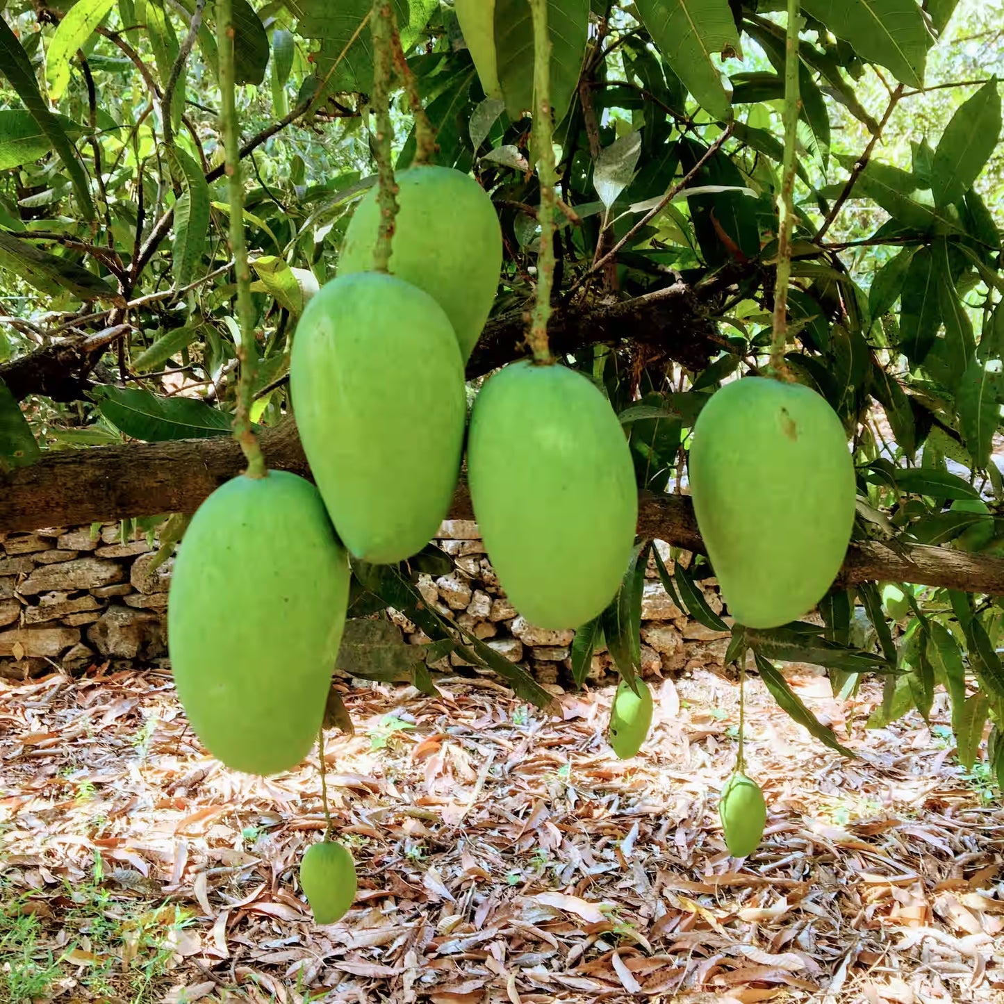 Gir Kesar Mango Aam Grafted Healthy Fruit Plant