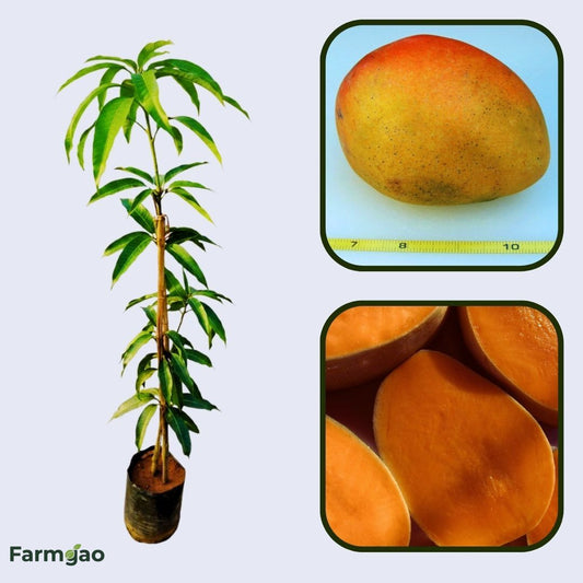 Glenn Mango Aam Grafted Healthy Fruit Plant