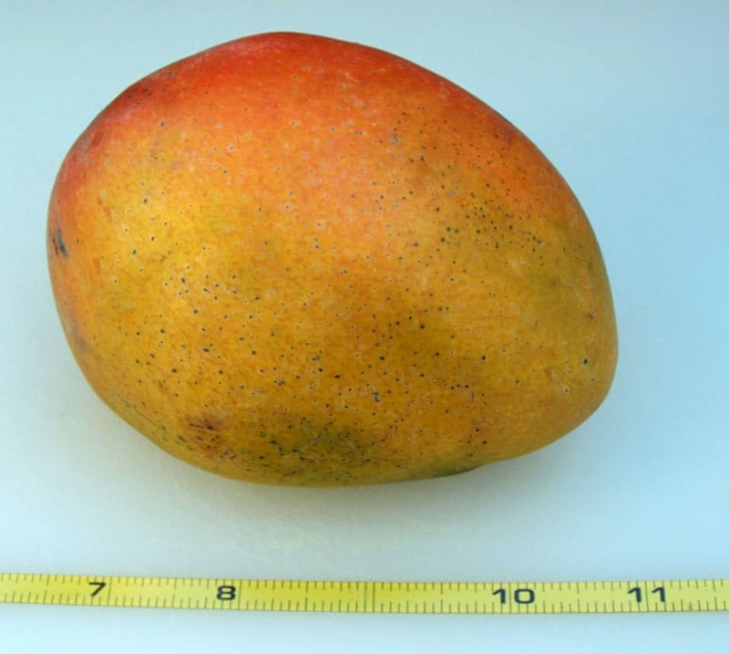 Glenn Mango Aam Grafted Healthy Fruit Plant