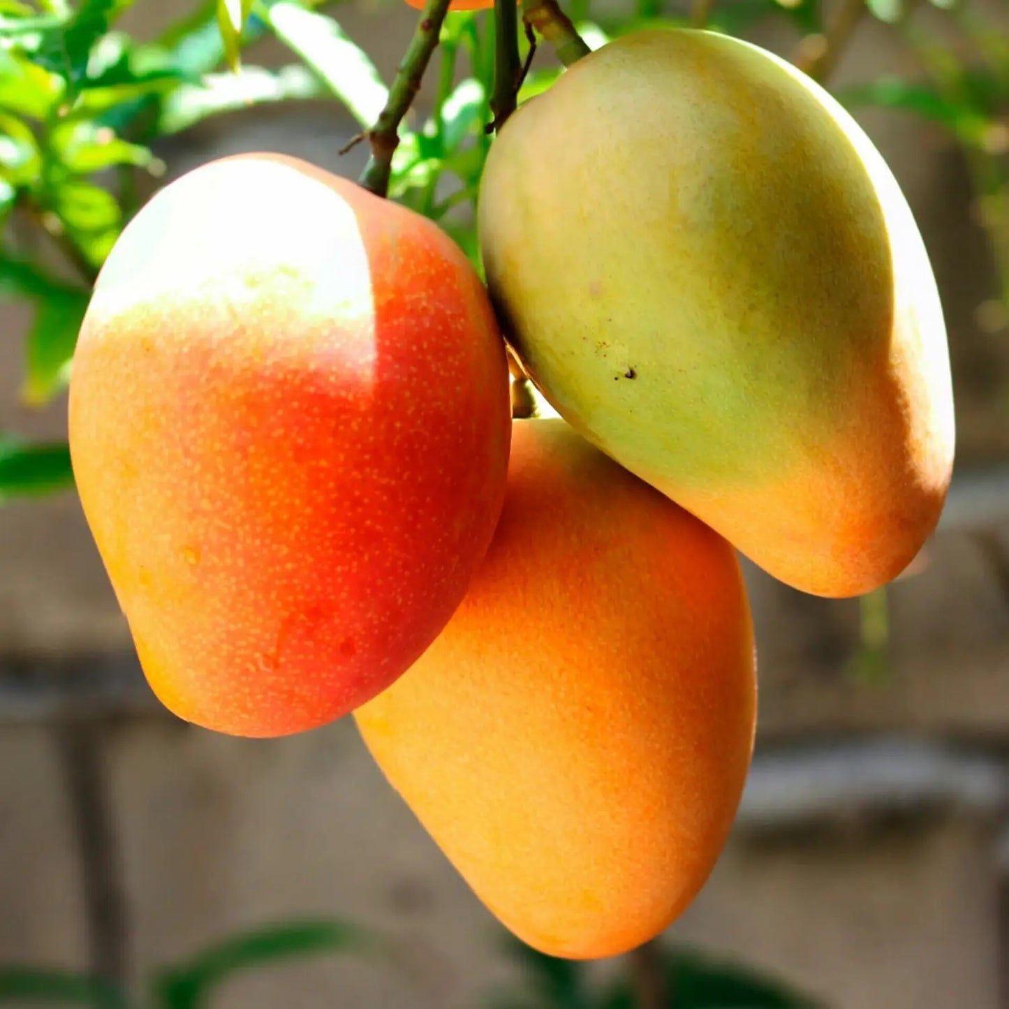 Glenn Mango Aam Grafted Healthy Fruit Plant