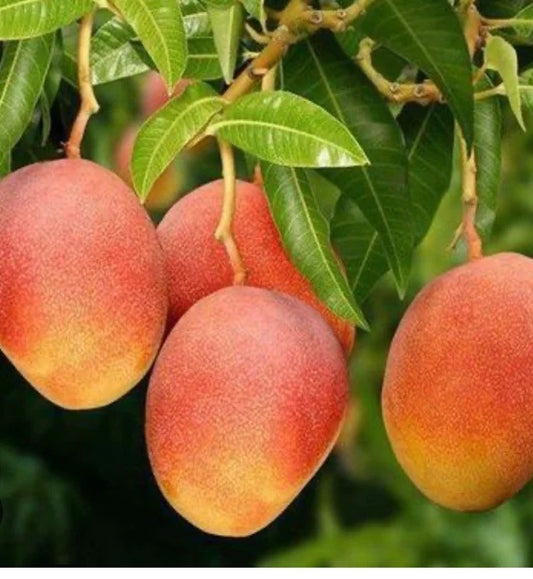 Glenn Mango Aam Grafted Healthy Fruit Plant