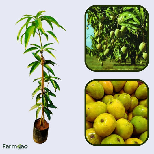 Goa Mankurad Mango Aam Grafted Healthy Fruit Plant