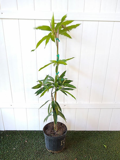 Goa Mankurad Mango Aam Grafted Healthy Fruit Plant