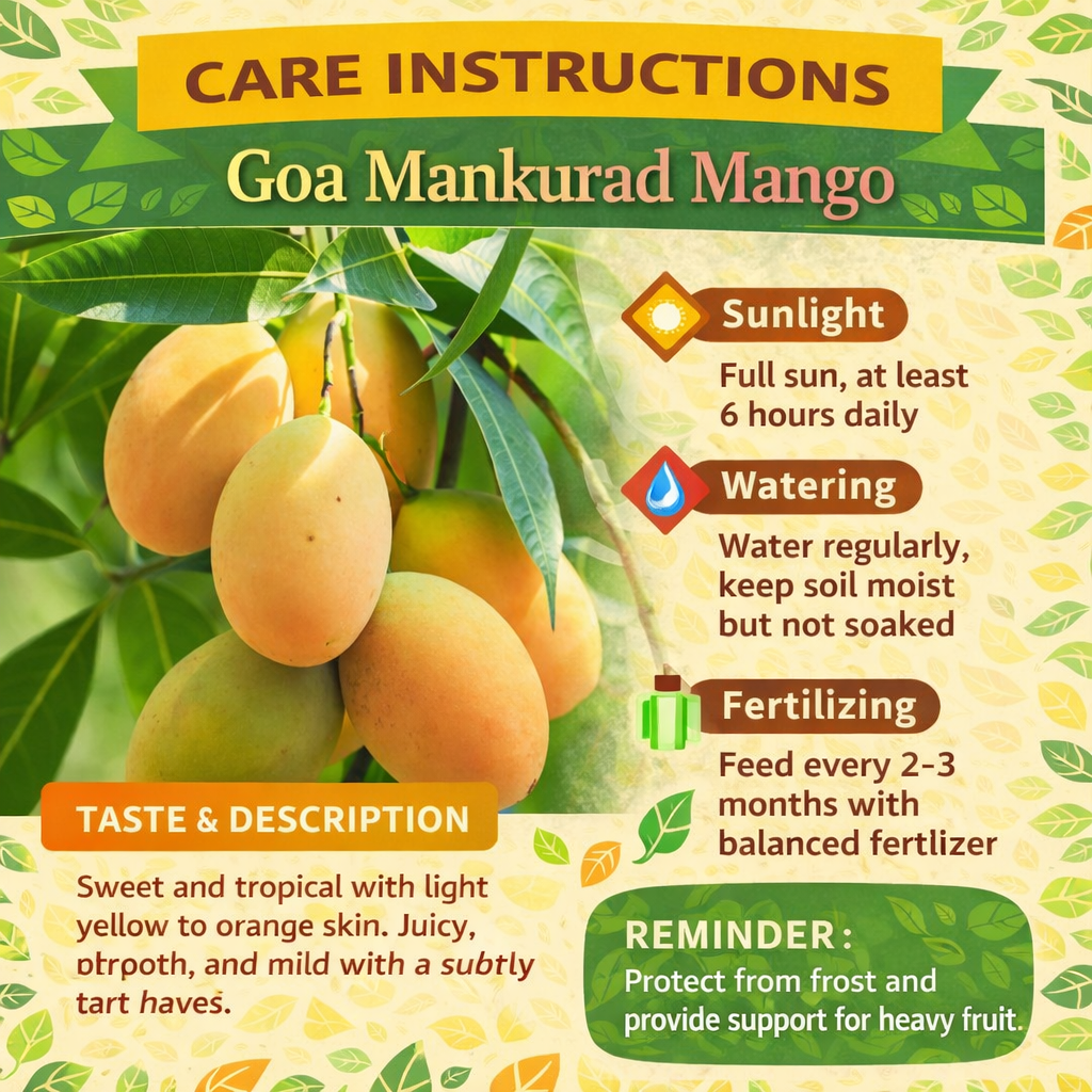 Goa Mankurad Mango Aam Grafted Healthy Fruit Plant
