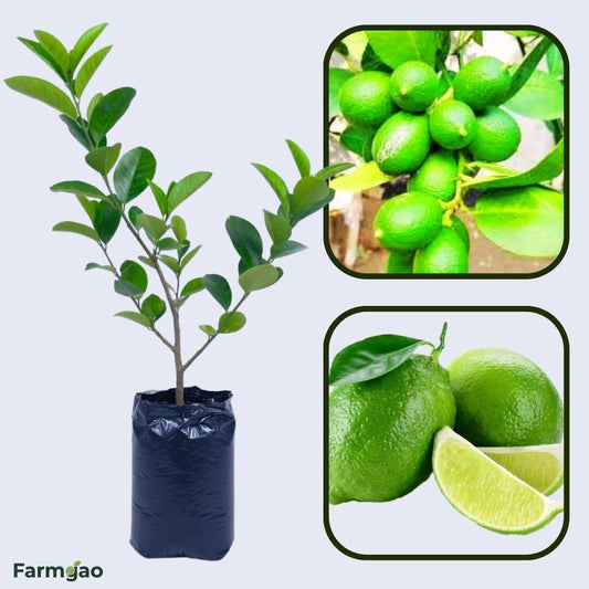 Goal Nemu (Assam) Plant Live Nimbu Tree Kagzi Lemon Citrus Limon Fruit Plant