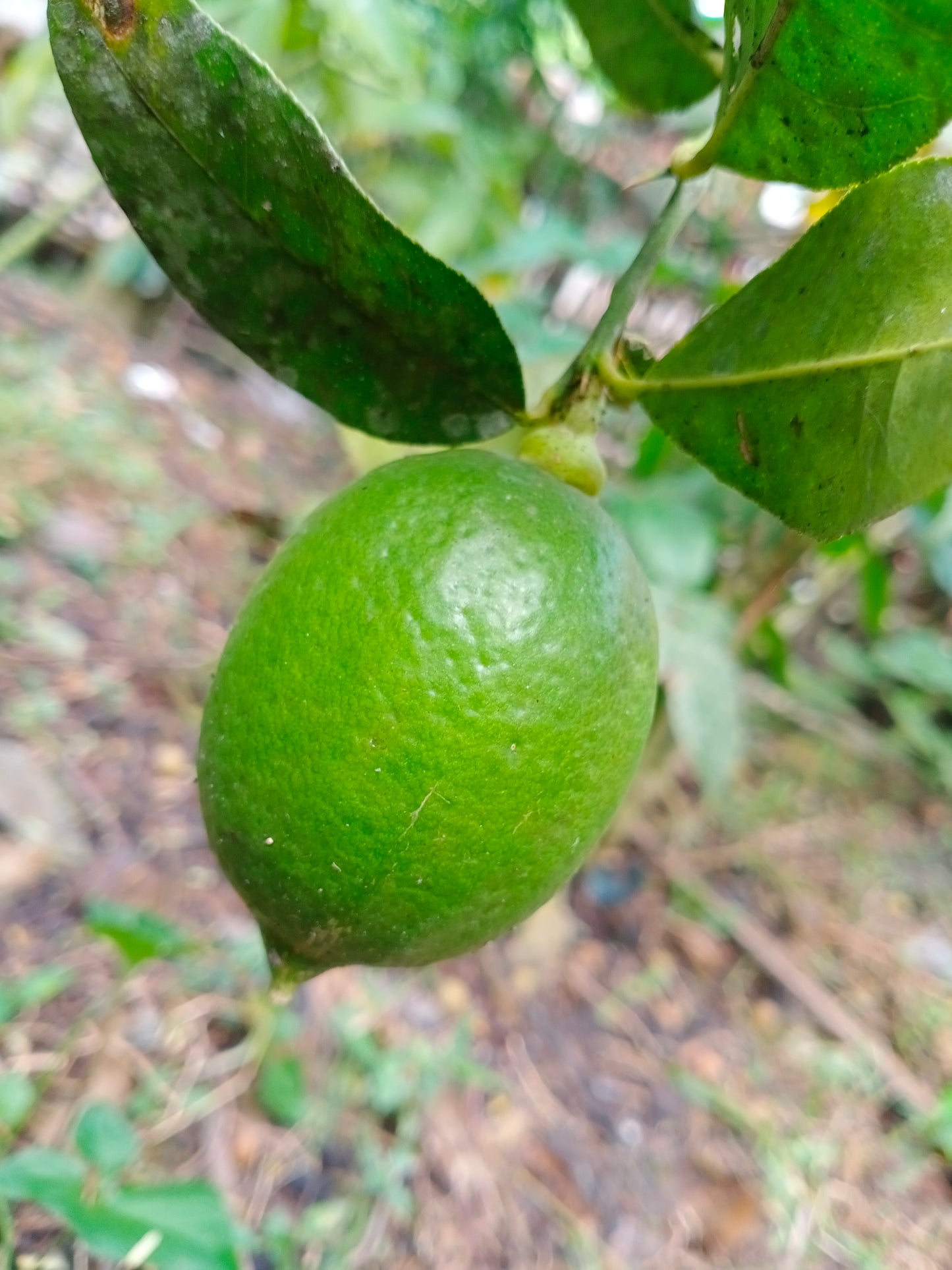 Assam Lemon Plant Live Nimbu Tree Kagzi Lemon Citrus Limon Fruit Plant