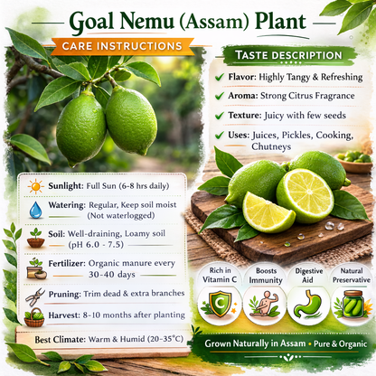 Assam Lemon Plant Live Nimbu Tree Kagzi Lemon Citrus Limon Fruit Plant