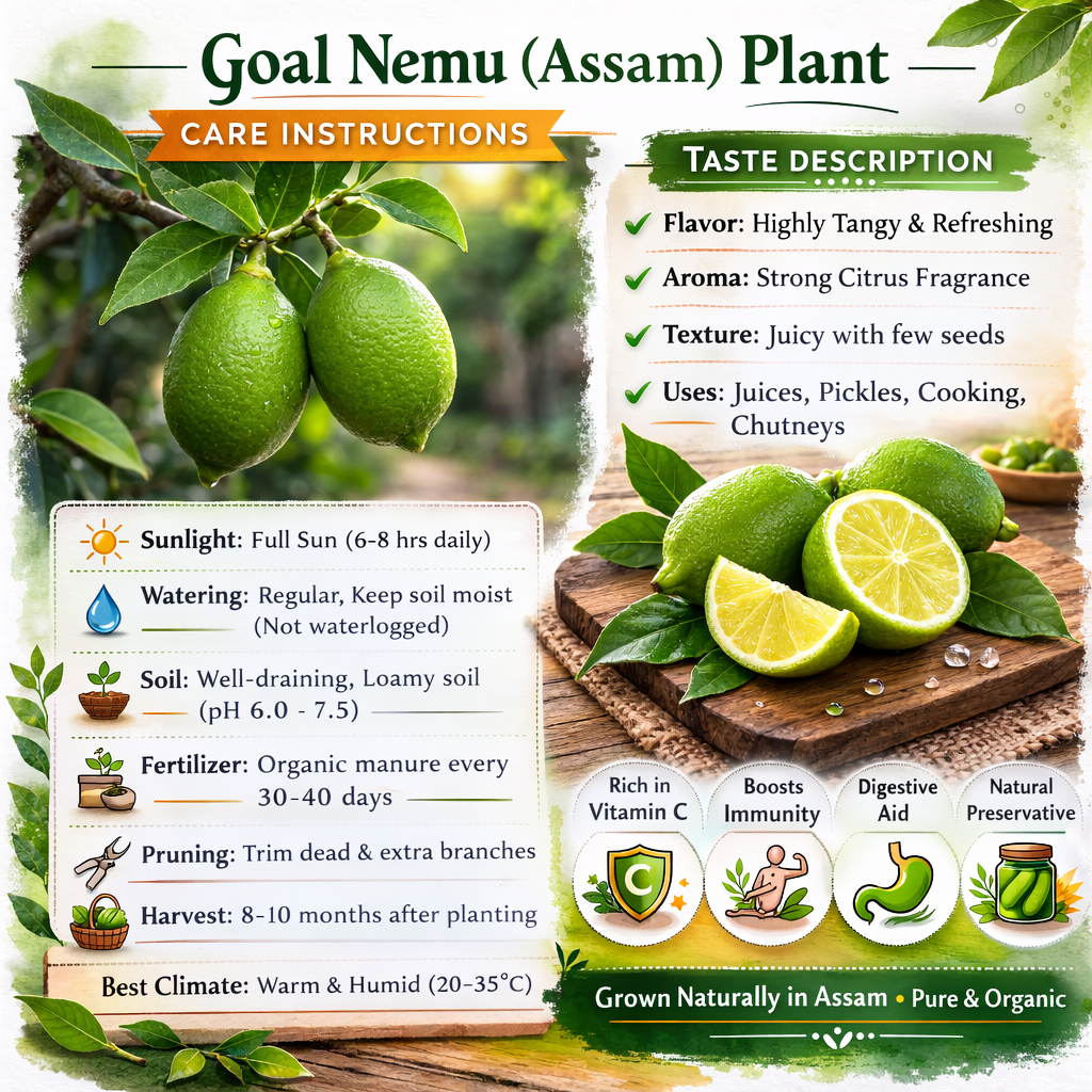 Goal Nemu (Assam) Plant Live Nimbu Tree Kagzi Lemon Citrus Limon Fruit Plant