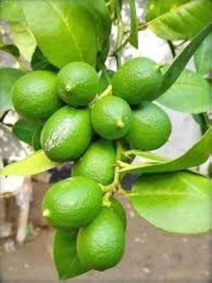 Assam Lemon Plant Live Nimbu Tree Kagzi Lemon Citrus Limon Fruit Plant