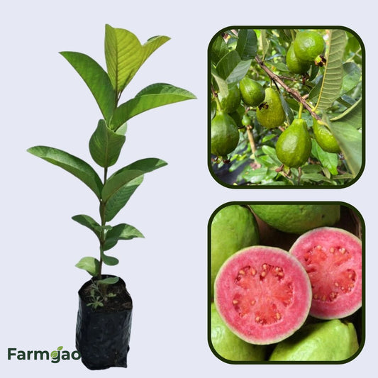 Godavari Pink Guava Air Layered Healthy Fruit Plant