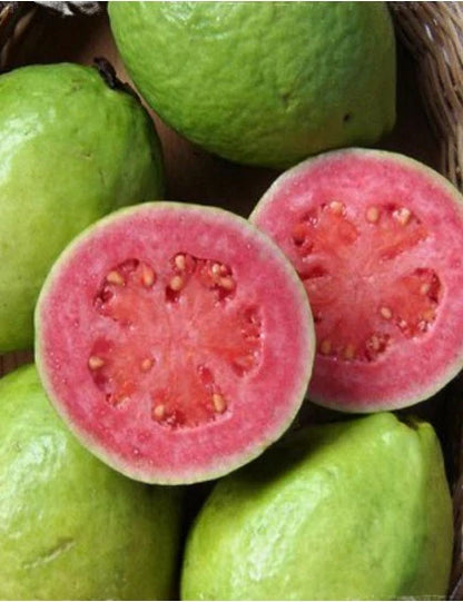 Godavari Pink Guava Air Layered Healthy Fruit Plant
