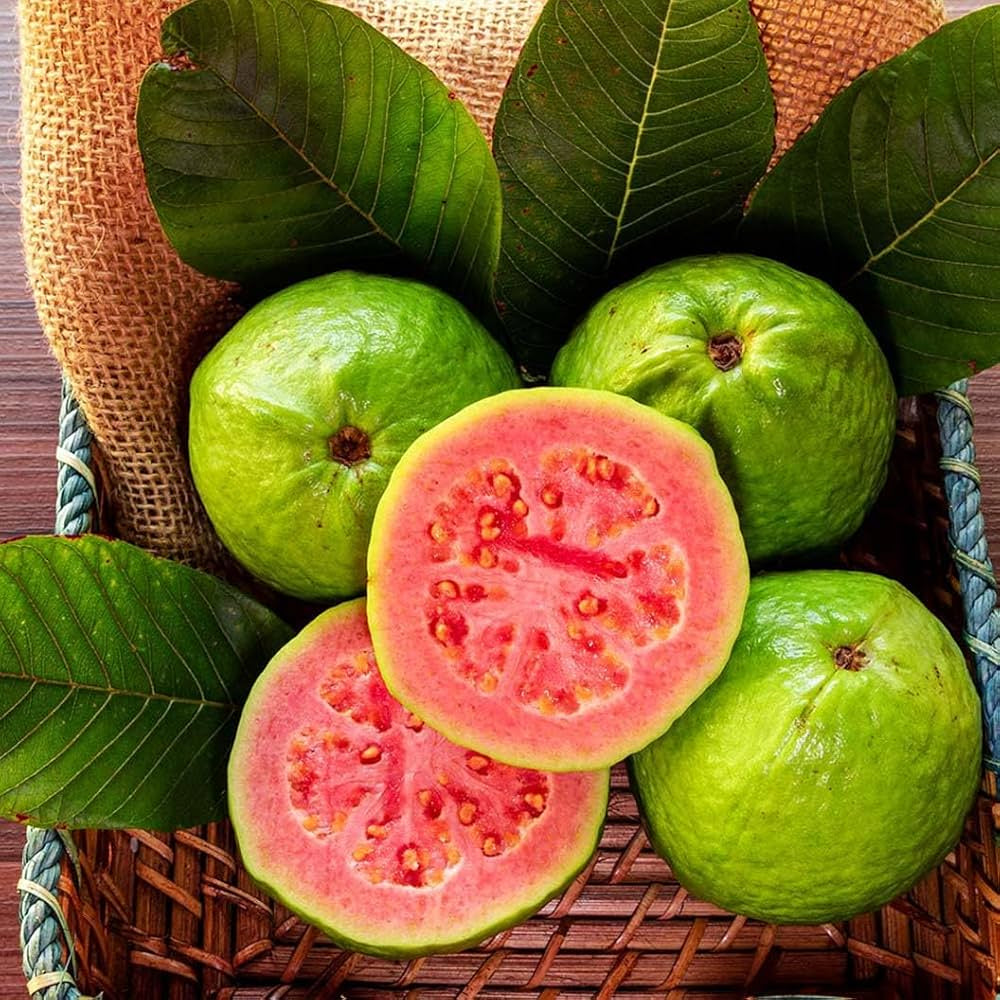 Godavari Pink Guava Air Layered Healthy Fruit Plant