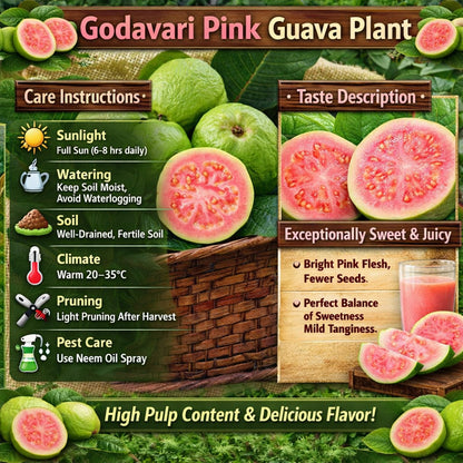 Godavari Pink Guava Air Layered Healthy Fruit Plant