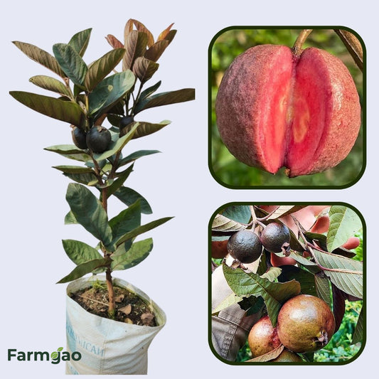 Goiana Guava Air Layered Healthy Fruit Plant