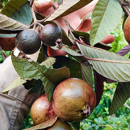 Goiana Guava Air Layered Healthy Fruit Plant