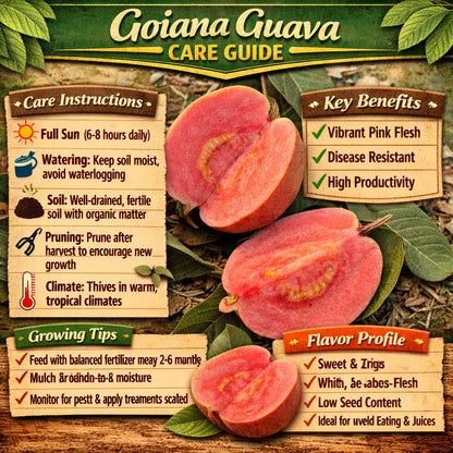 Goiana Guava Air Layered Healthy Fruit Plant