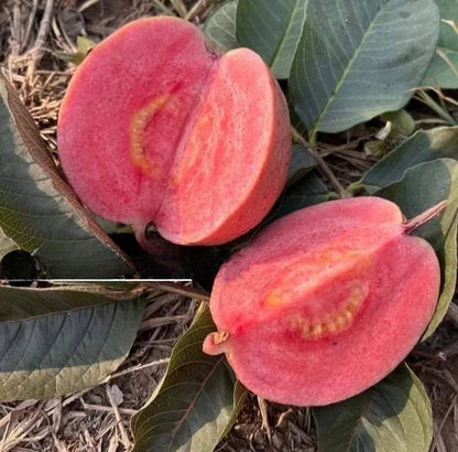 Goiana Guava Air Layered Healthy Fruit Plant