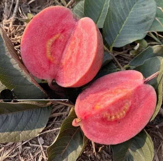 Goiana Guava Air Layered Healthy Fruit Plant