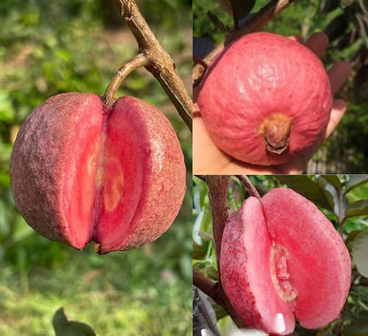 Goiana Guava Air Layered Healthy Fruit Plant