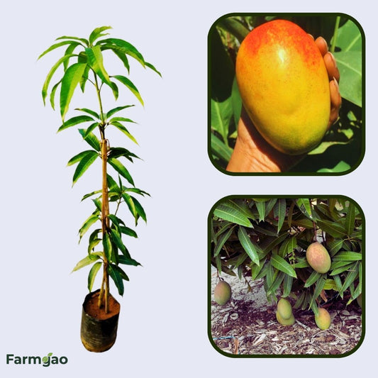 Gold Nugget Mango Aam Grafted Healthy Fruit Plant