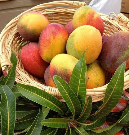 Gold Nugget Mango Aam Grafted Healthy Fruit Plant
