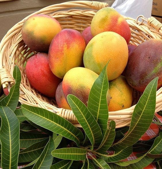 Gold Nugget Mango Aam Grafted Healthy Fruit Plant