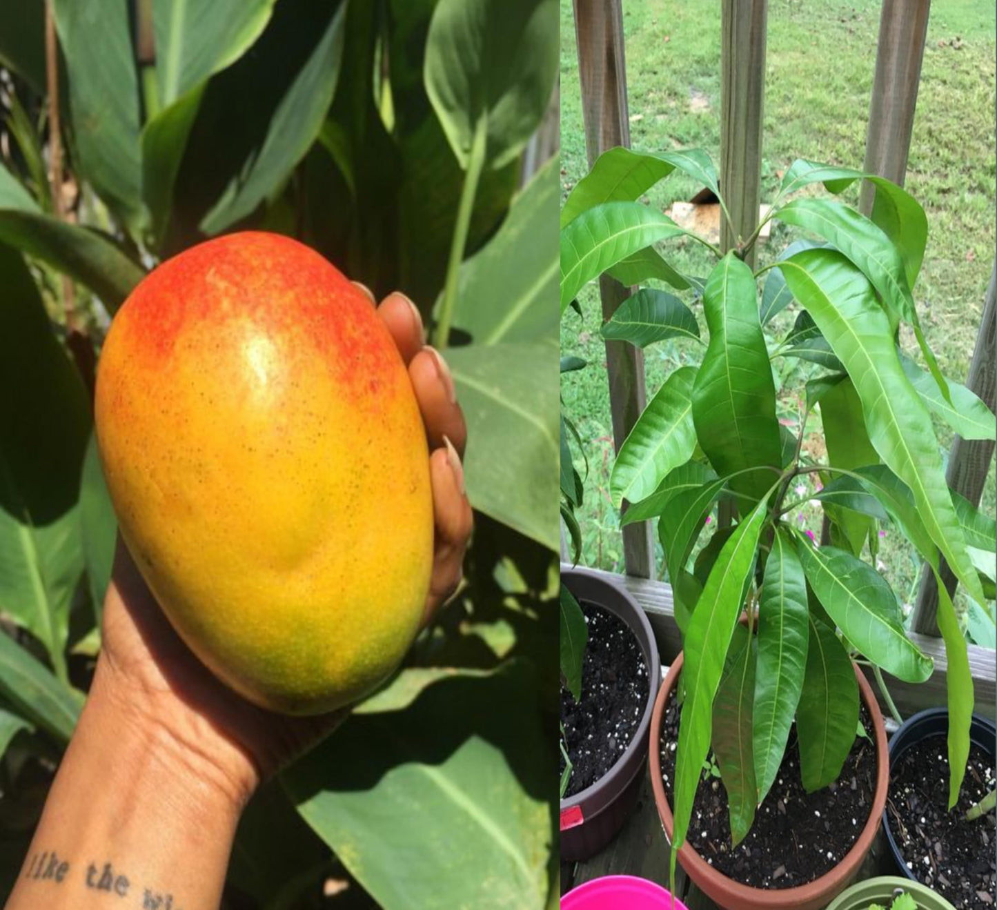 Gold Nugget Mango Aam Grafted Healthy Fruit Plant