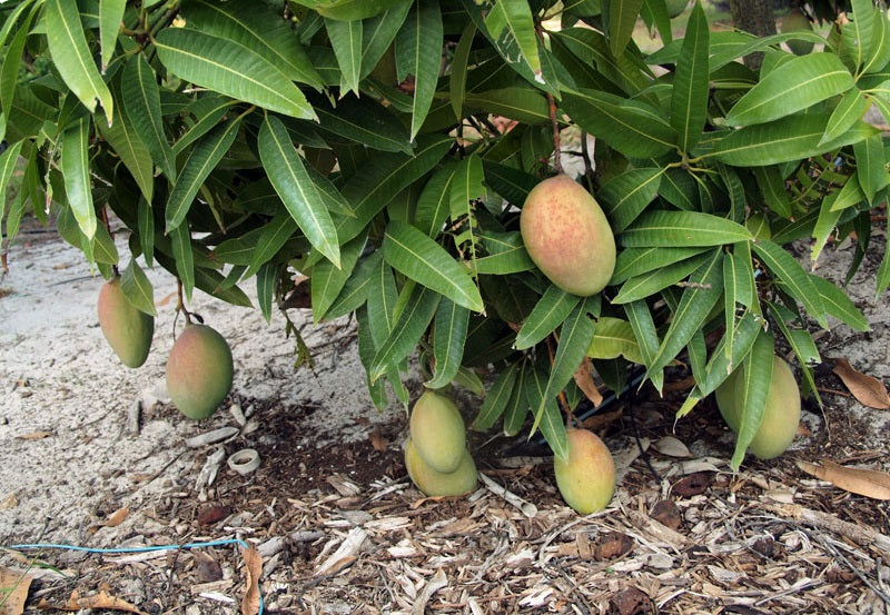 Gold Nugget Mango Aam Grafted Healthy Fruit Plant