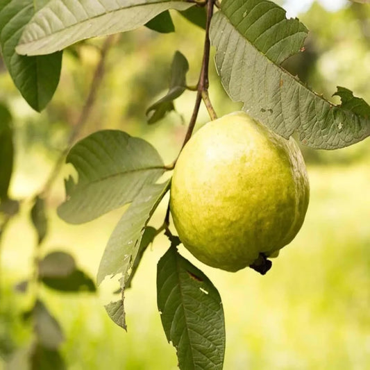 Golden Crunch Guava Air Layered Healthy Fruit Plant