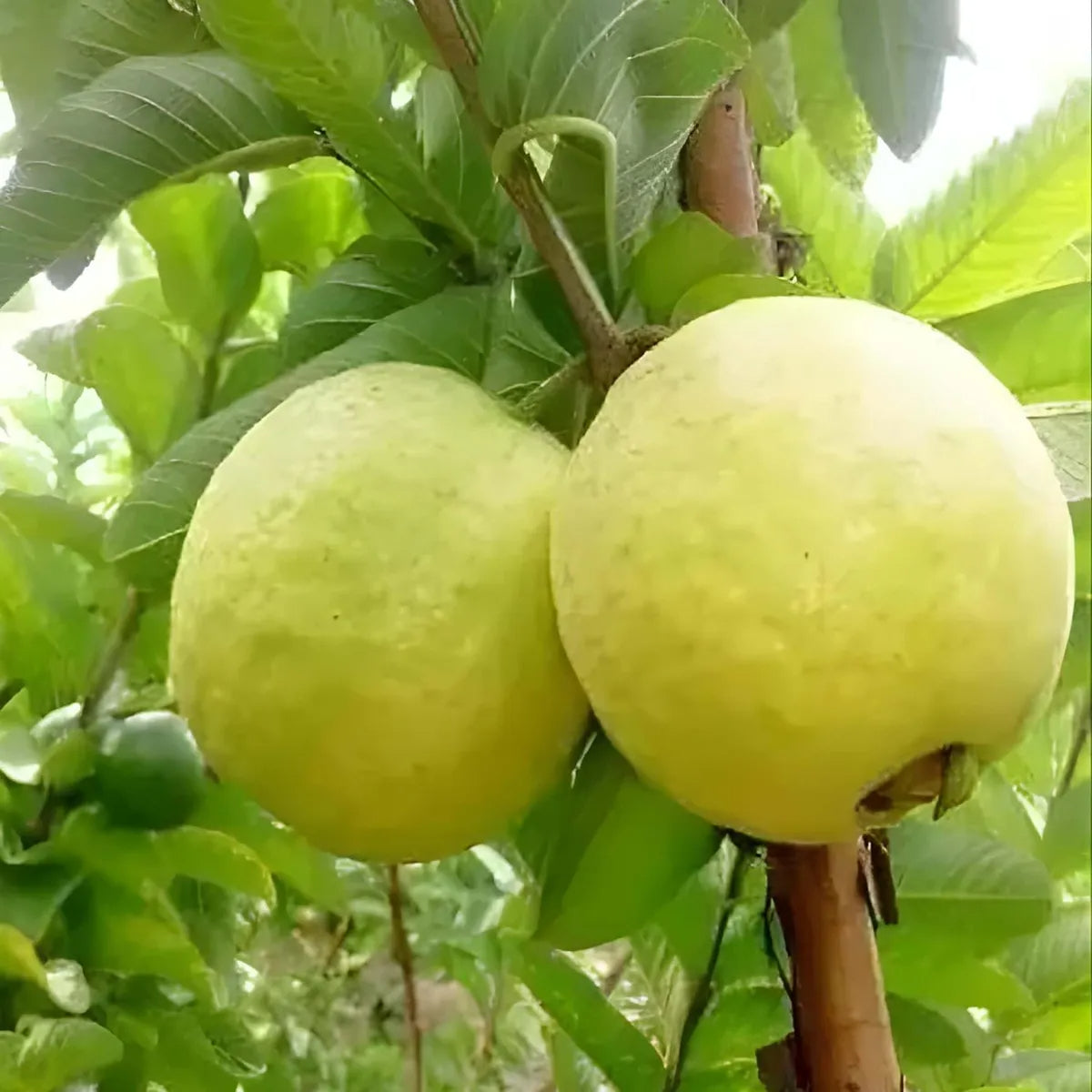 Golden Crunch Guava Air Layered Healthy Fruit Plant