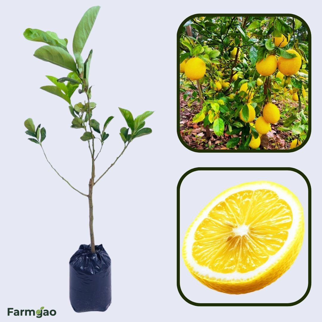 Golden Lemon Plant Live Nimbu Tree Kagzi Lemon Citrus Limon Fruit Plant