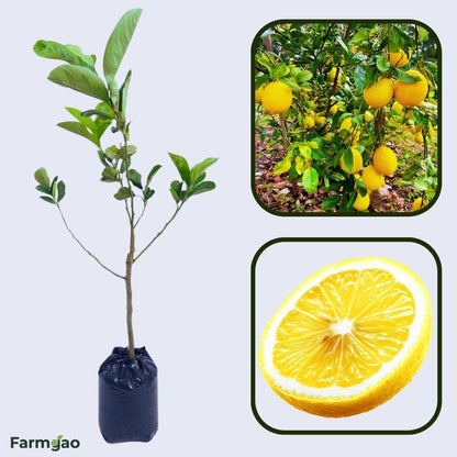 Golden Lemon Plant Live Nimbu Tree Kagzi Lemon Citrus Limon Fruit Plant