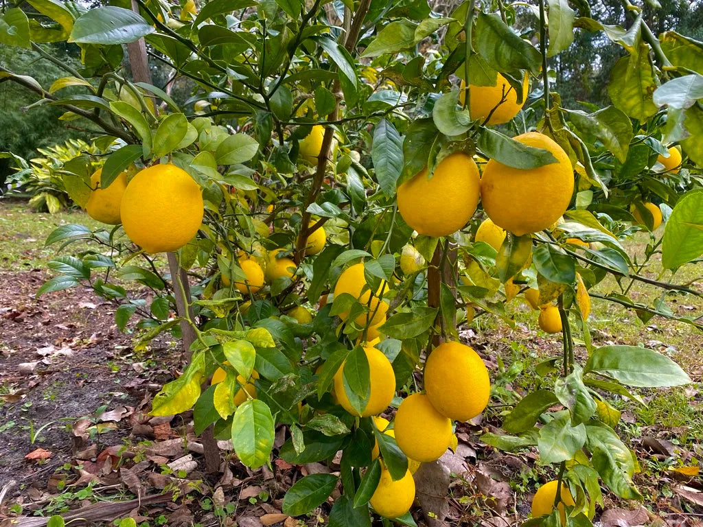 Golden Lemon Plant Live Nimbu Tree Kagzi Lemon Citrus Limon Fruit Plant