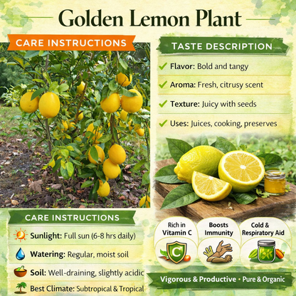 Golden Lemon Plant Live Nimbu Tree Kagzi Lemon Citrus Limon Fruit Plant