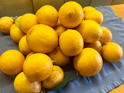 Golden Lemon Plant Live Nimbu Tree Kagzi Lemon Citrus Limon Fruit Plant