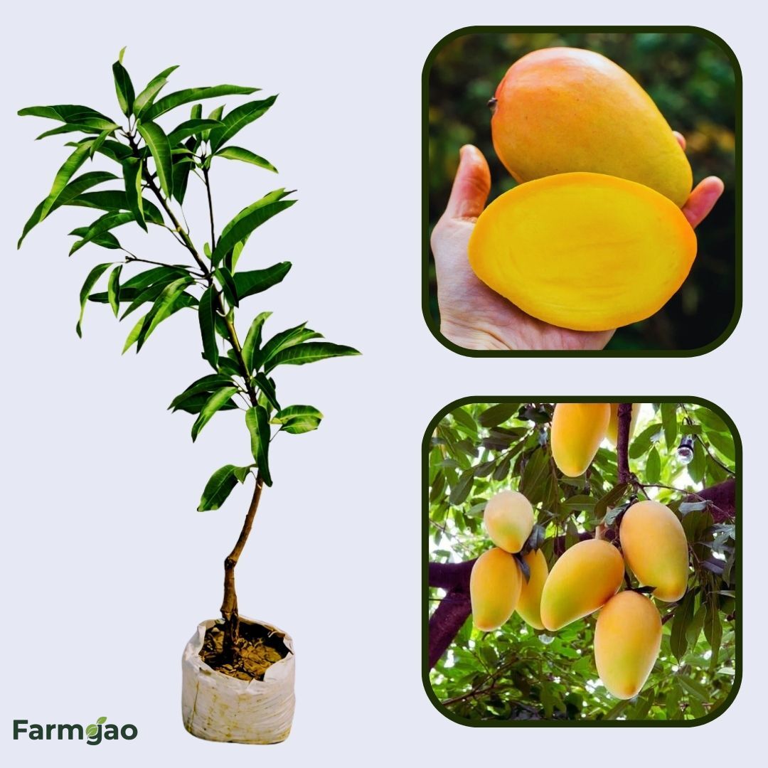 Golden Lippens Mango Aam Grafted Healthy Fruit Plant