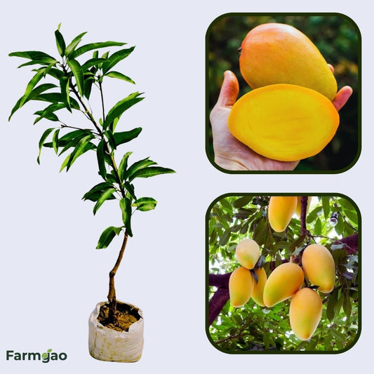 Golden Lippens Mango Aam Grafted Healthy Fruit Plant